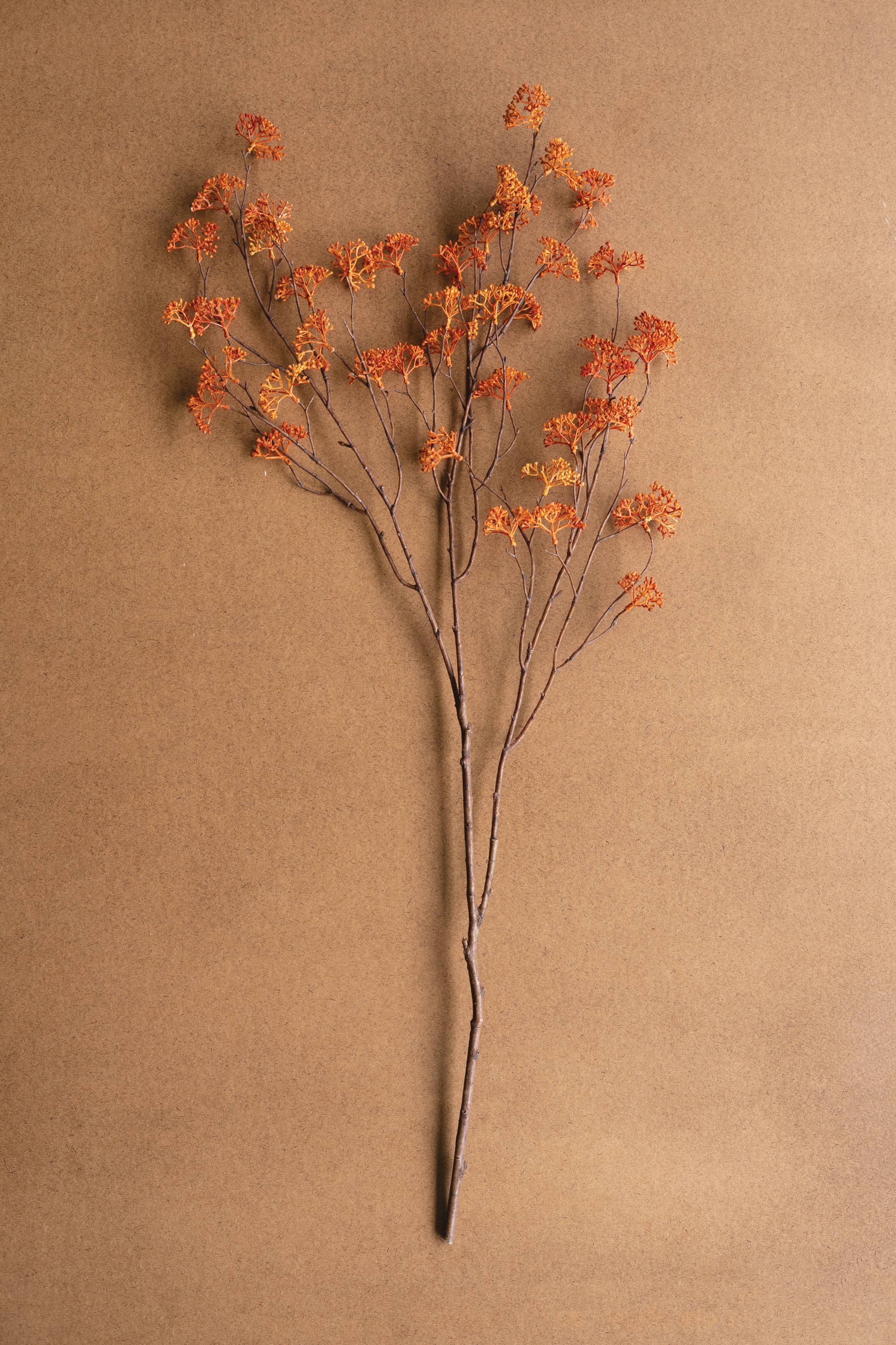 Rust Rice Flower Stem