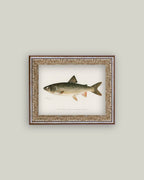 Lake Trout Framed Antique Art
