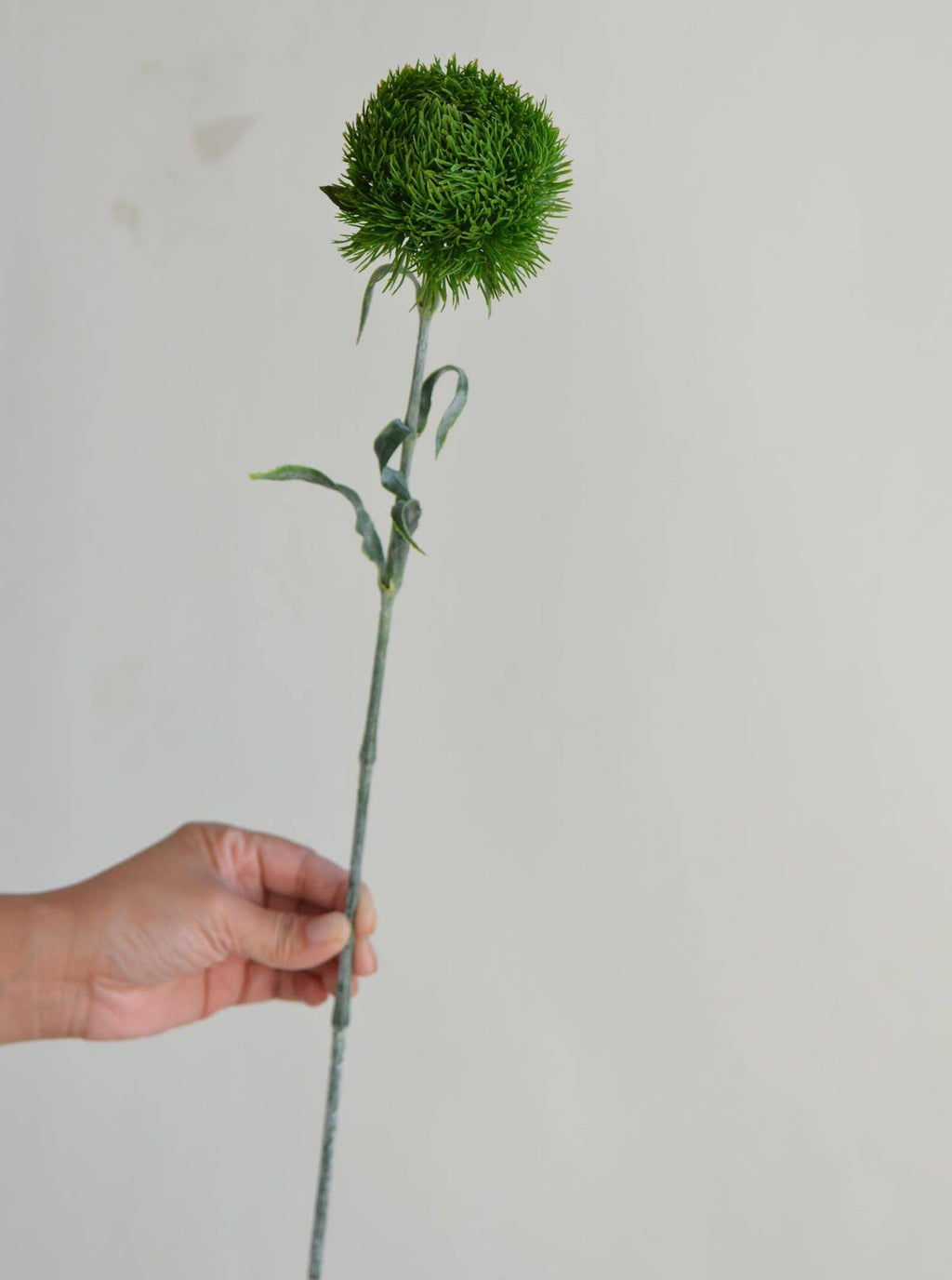 21.5" Dianthus Green Ball Fresh stem