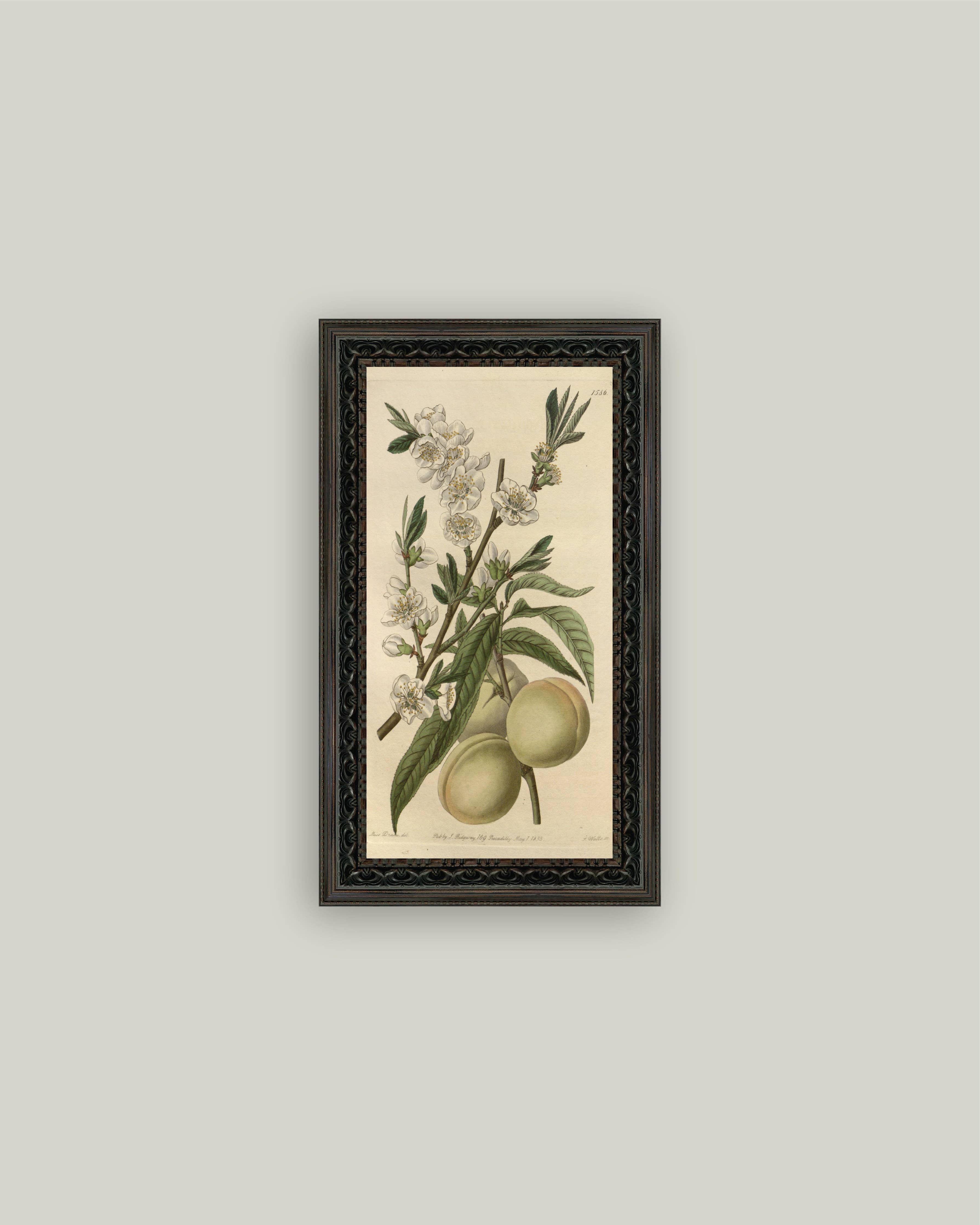 The White Peach