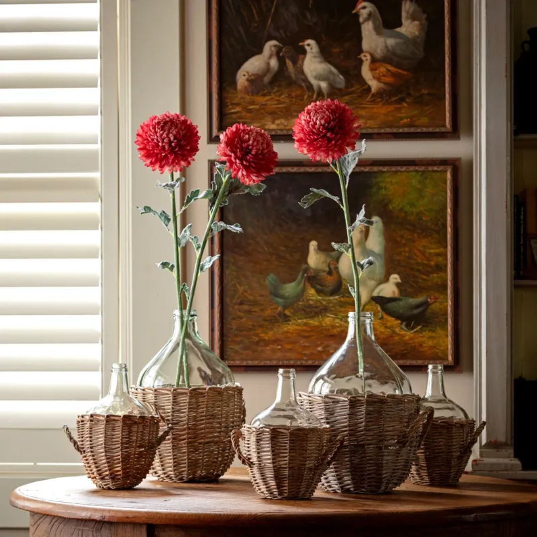 Football Chrysanthemum Salmon Stem