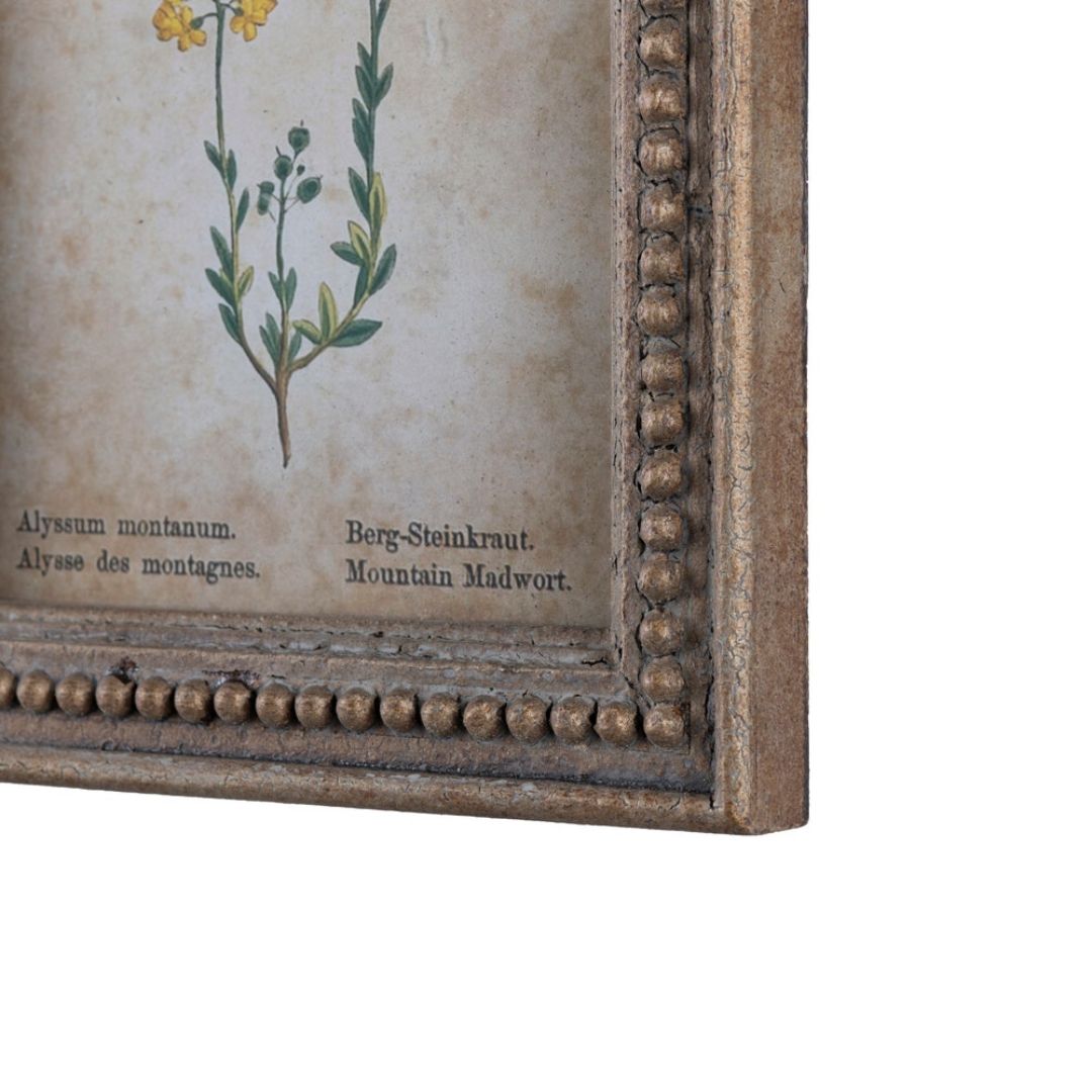 Framed Aged Floral Print