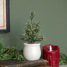 Jackson Tree in Pot