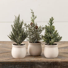 Jackson Tree in Pot