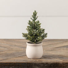 Jackson Tree in Pot