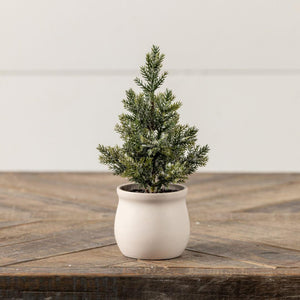 Jackson Tree in Pot
