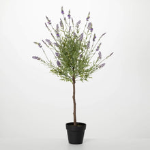 Lavender Topiary Plant