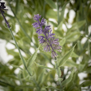 Lavender Topiary Plant