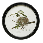 Framed Wall Decor with Nest Print - 4 Assorted Styles