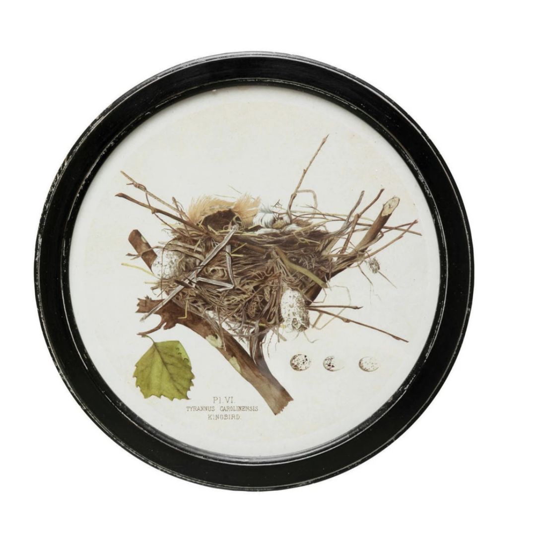 Framed Wall Decor with Nest Print - 4 Assorted Styles