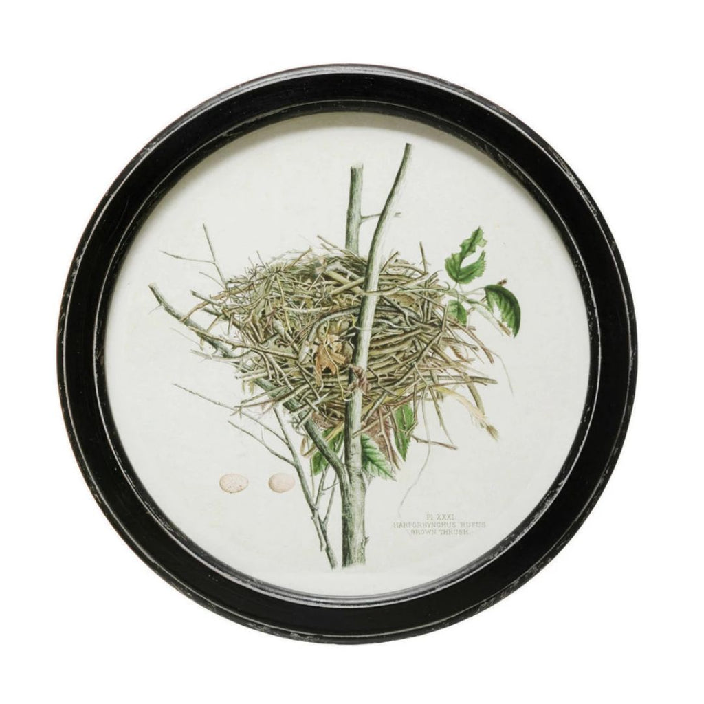 Framed Wall Decor with Nest Print - 4 Assorted Styles