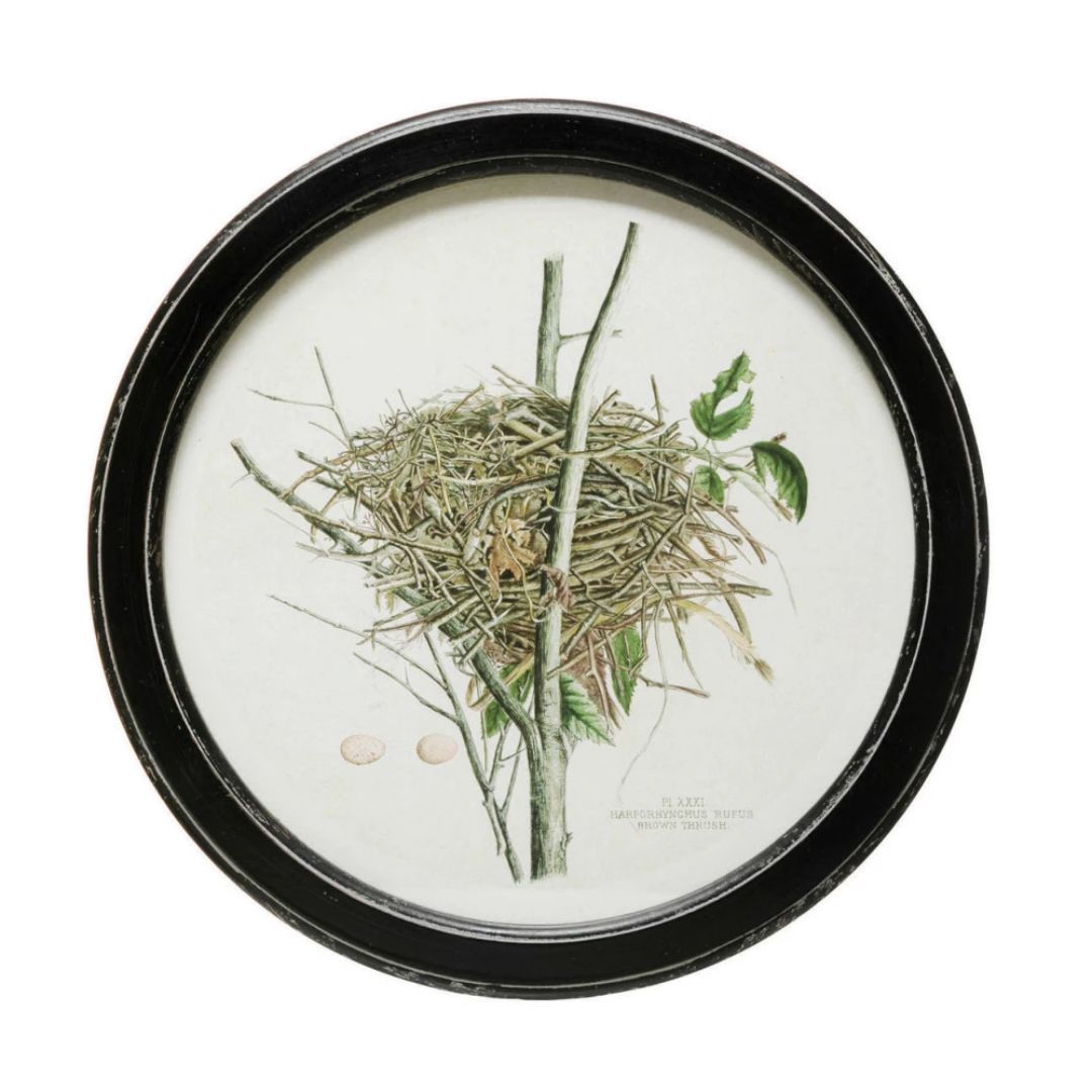 Framed Wall Decor with Nest Print - 4 Assorted Styles