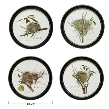 Framed Wall Decor with Nest Print - 4 Assorted Styles