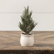 Vail Tree in Pot