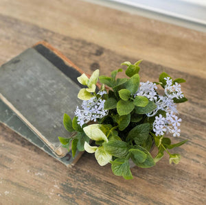 Light Purple Jasmine & Mint