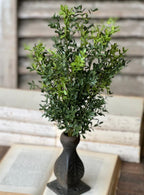 New England Boxwood Bush